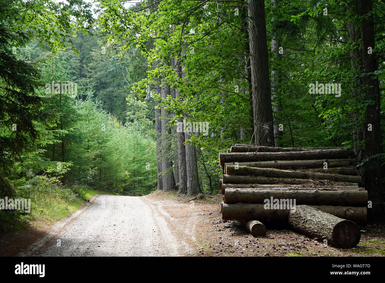 Road et tas de billes en forêt dense au Danemark Banque D'Images