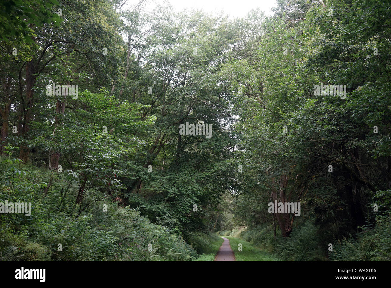 Promenade en forêt dense au Danemark Banque D'Images