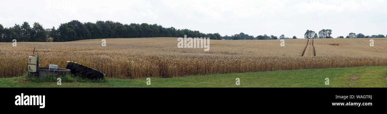 Panorama du champ de blé au Danemark Banque D'Images