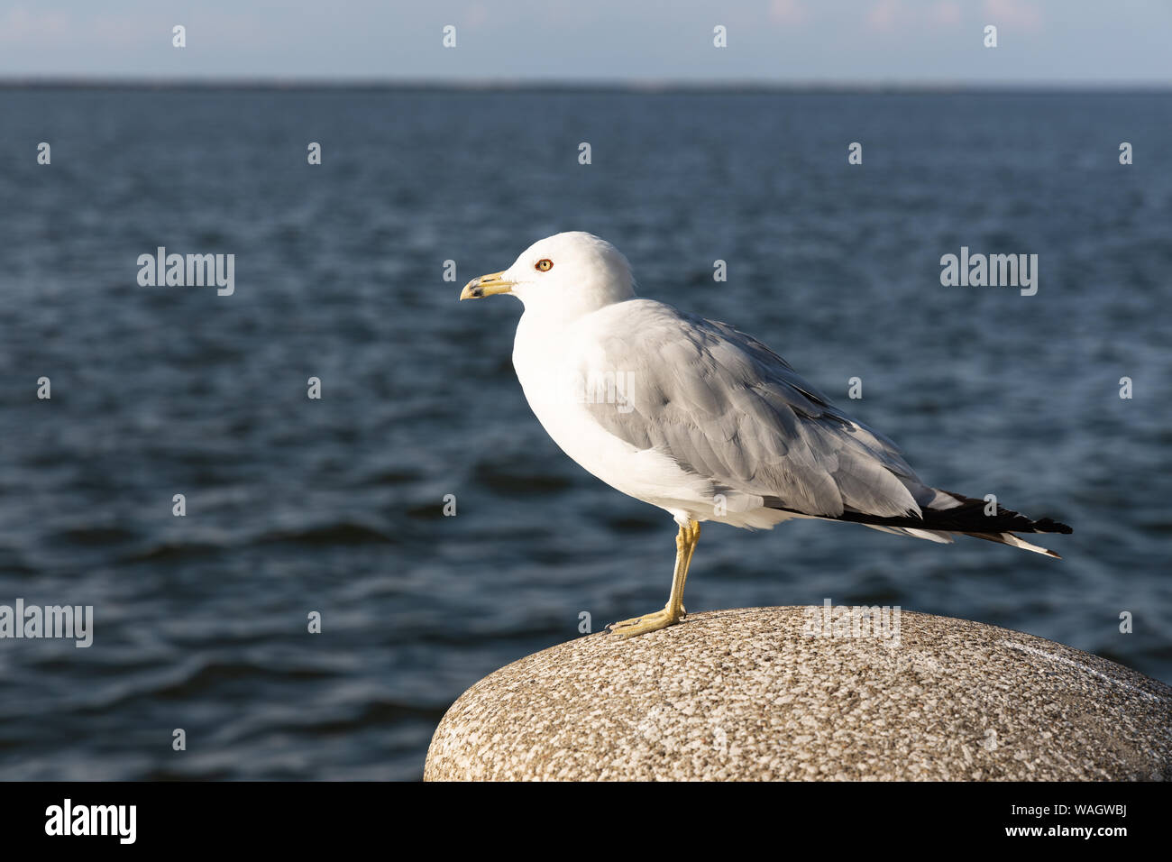 Ring-Billed, une espèce de mouette Mouettes, au bord du lac le long du littoral du lac Érié Metropark à Cleveland (Ohio) Banque D'Images