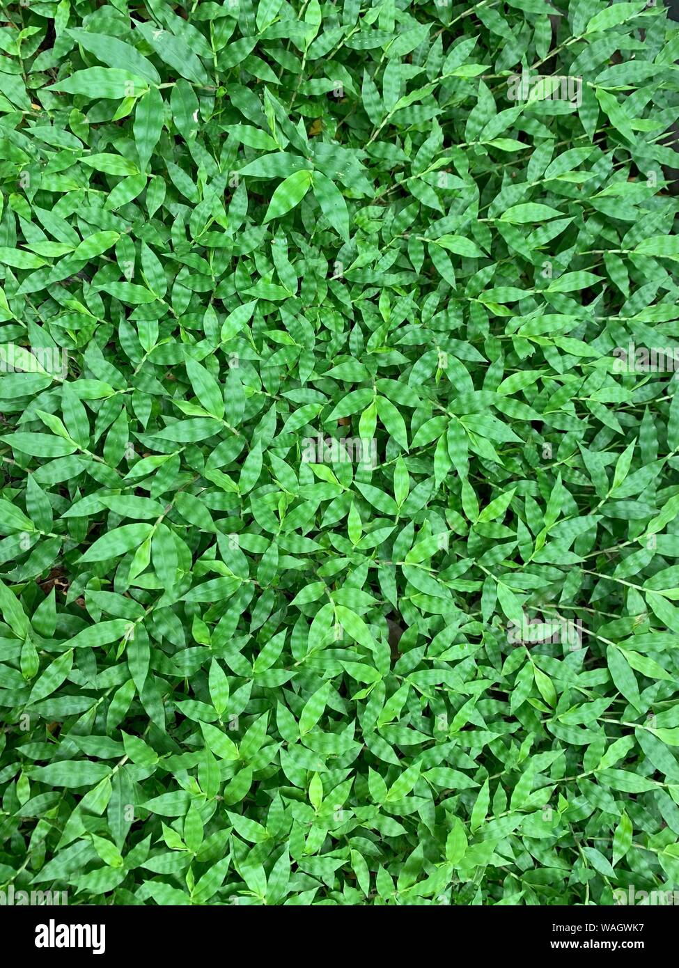 Image complète de fond d'herbe verte, vue du dessus. Banque D'Images