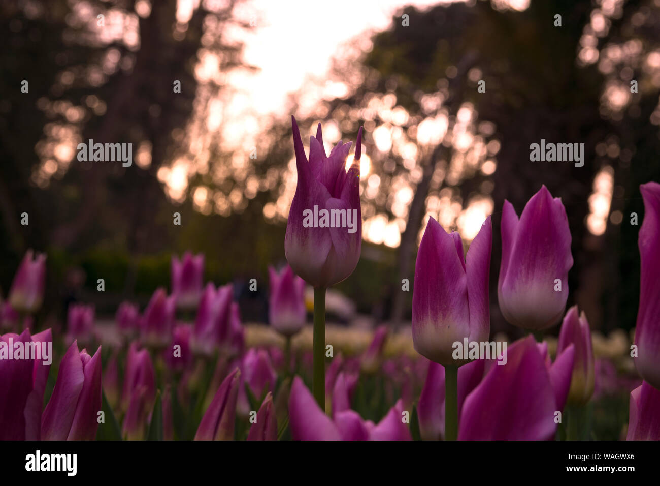 Les champs dans lesquels la floraison des tulipes roses et mauves. Champ de tulipes. Champ avec des tulipes roses et mauves. Banque D'Images