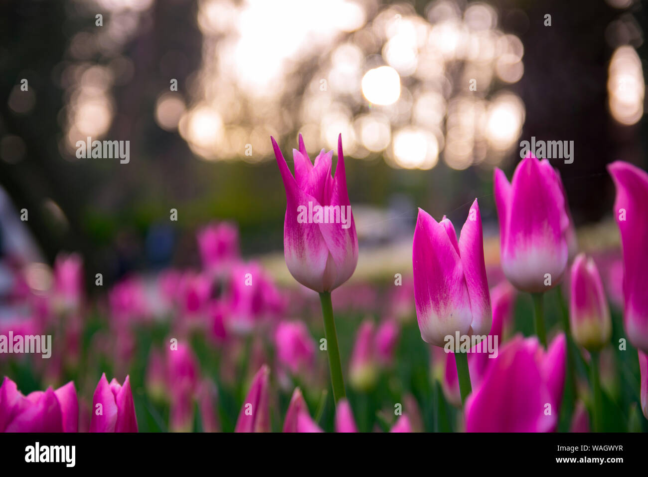 Les champs dans lesquels la floraison des tulipes roses et mauves. Champ de tulipes. Champ avec des tulipes roses et mauves. Banque D'Images