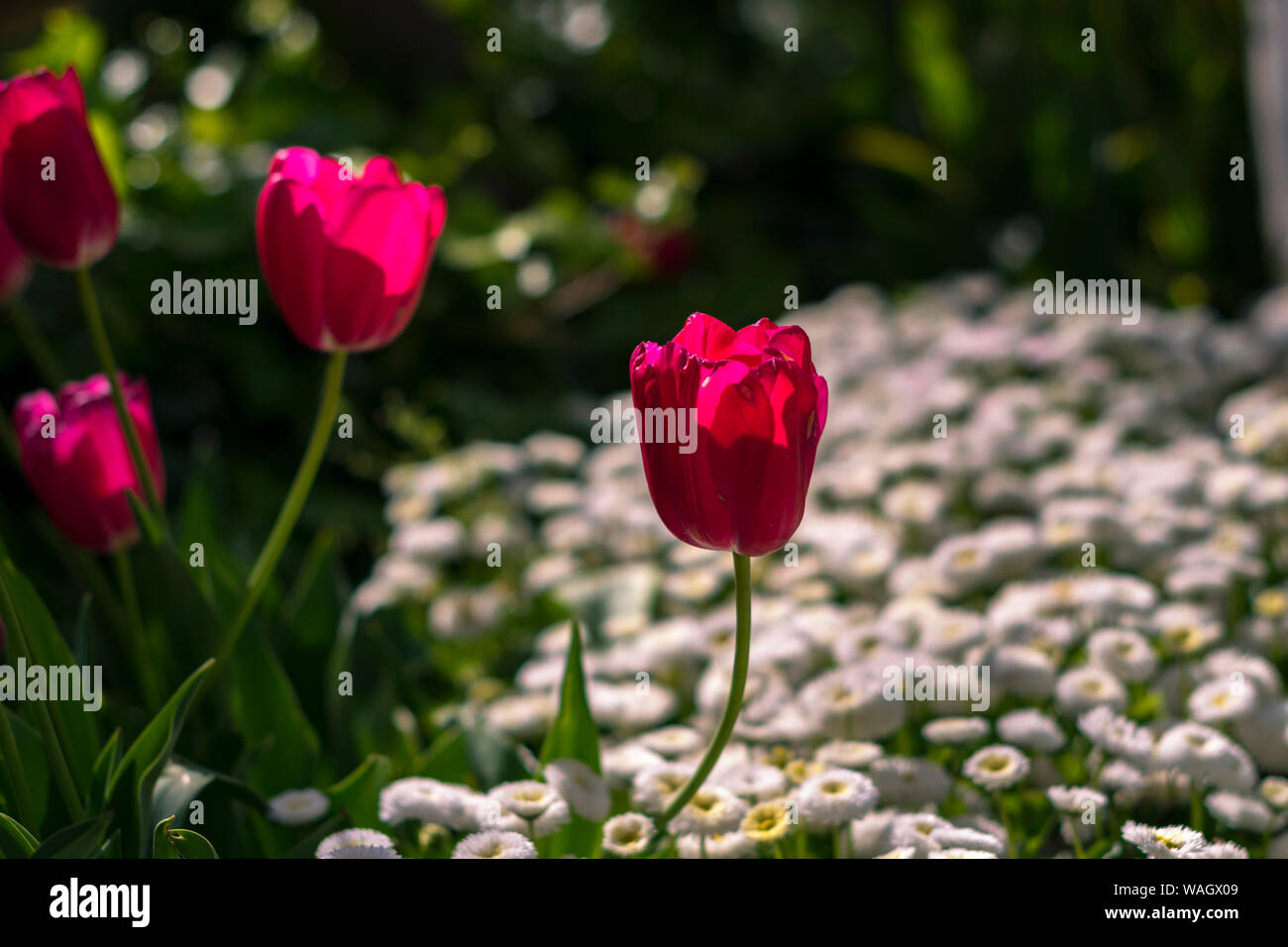 Champs de tulipes rouges qui fleurissent. Champ de tulipes. Champ avec des tulipes rouges. Banque D'Images
