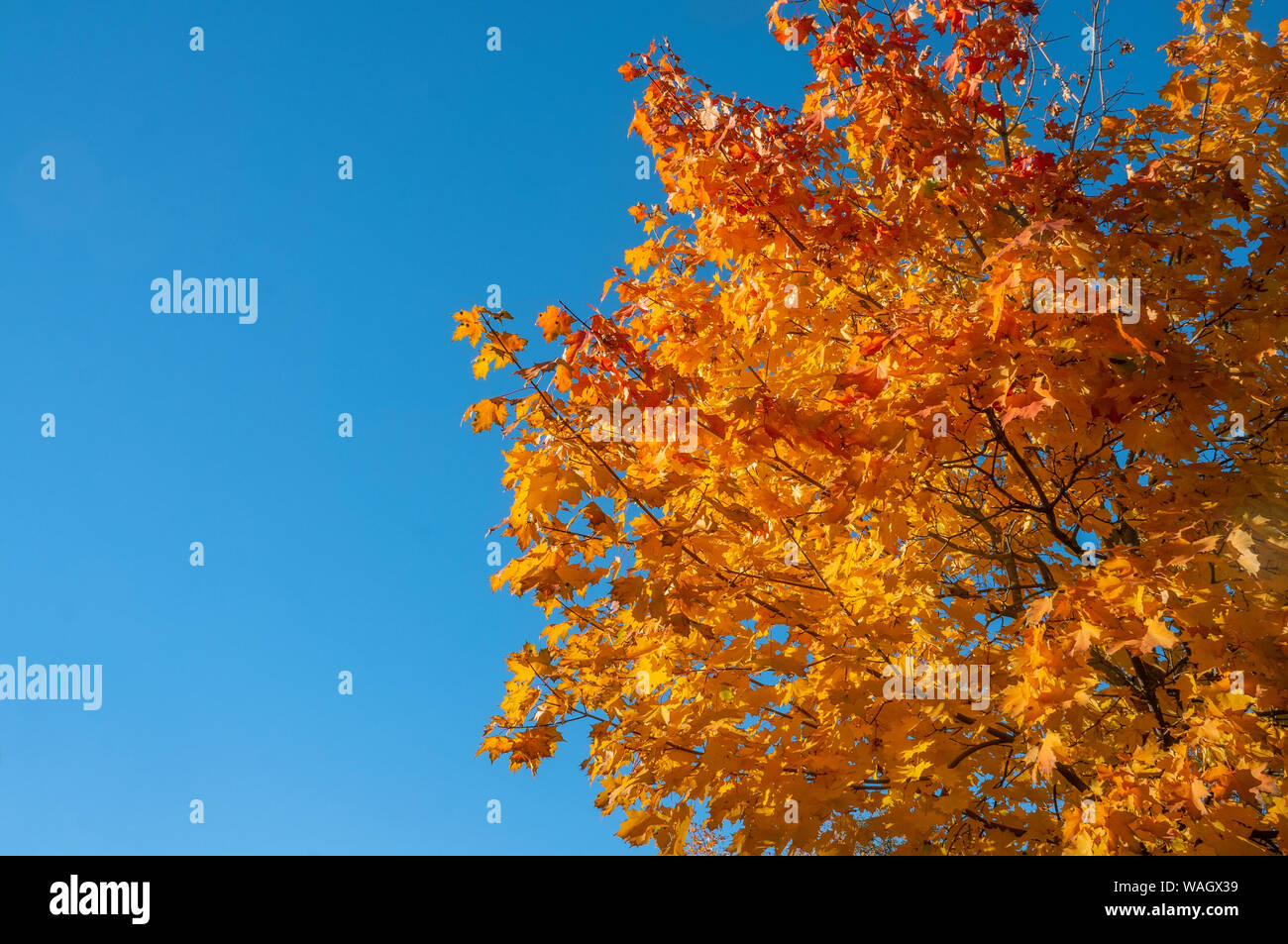 Couleurs d'automne jaune du feuillage. Une branche avec des feuilles jaunes contre un bleu ciel sans nuages. Copier l'espace. Contexte Banque D'Images