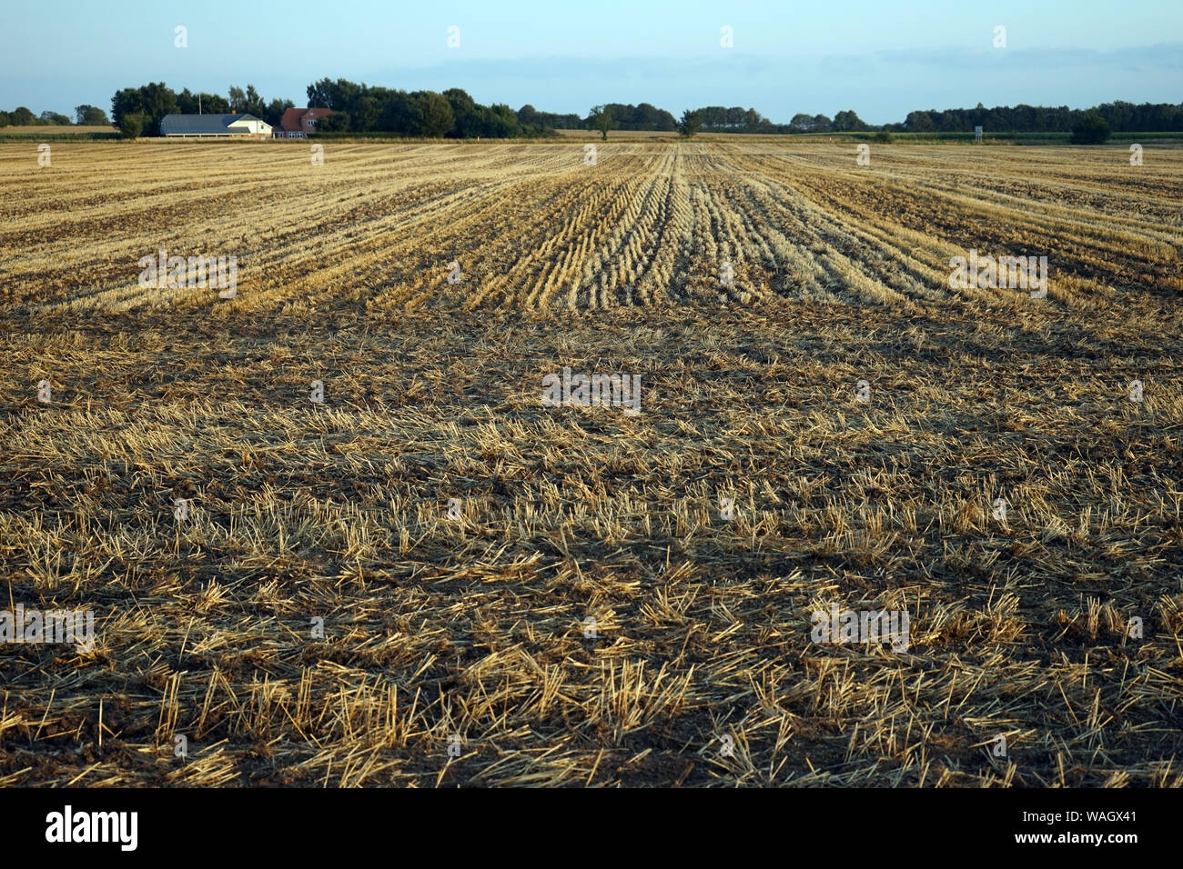 Champ de blé après la récolte au Danemark Banque D'Images