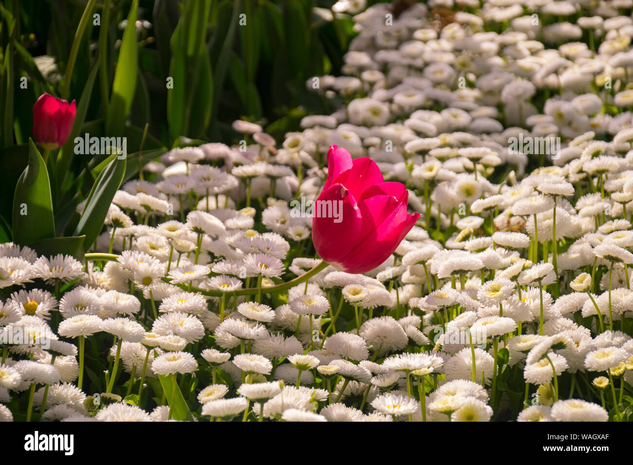 Champs de tulipes rouges qui fleurissent. Champ de tulipes. Champ avec des tulipes rouges. Banque D'Images