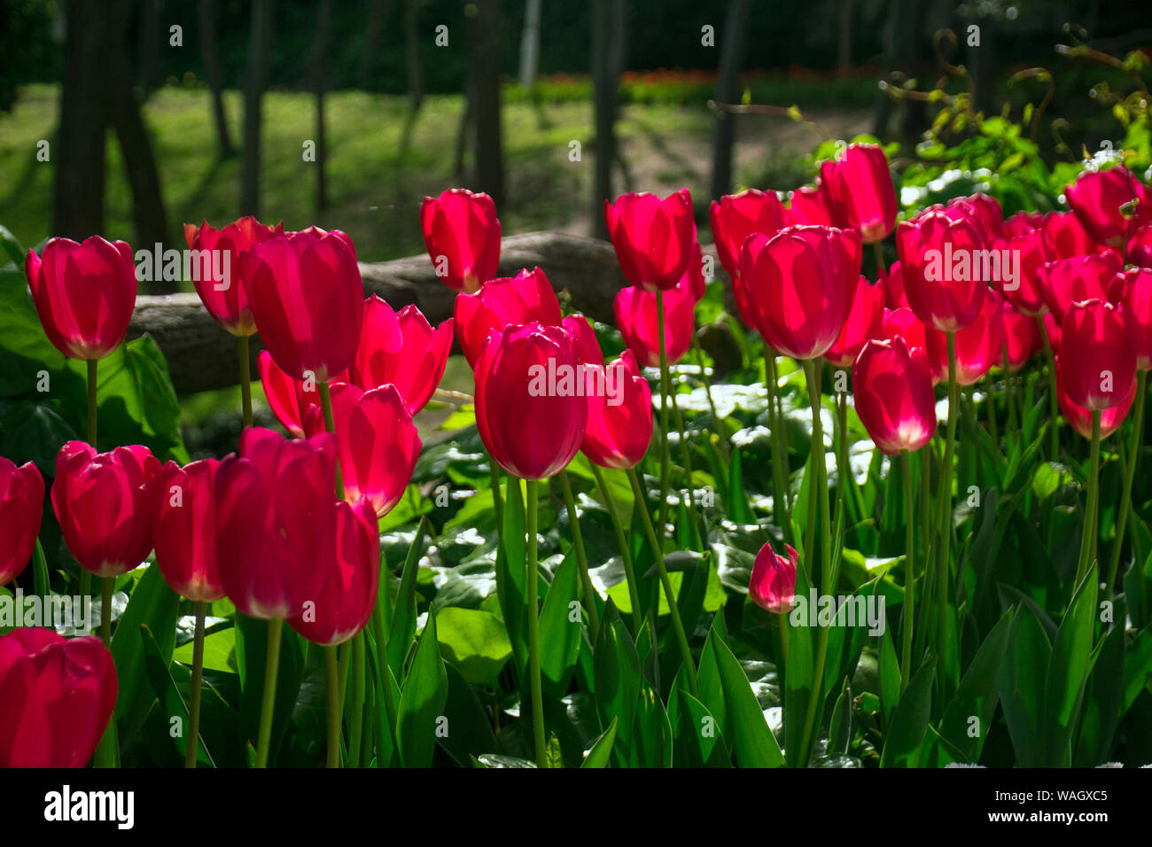 Champs de tulipes rouges qui fleurissent. Champ de tulipes. Champ avec des tulipes rouges. Banque D'Images