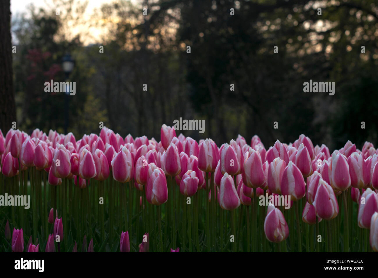 Tulip. Beau bouquet de tulipes. tulipes colorées. tulipes au printemps,Apple. Banque D'Images