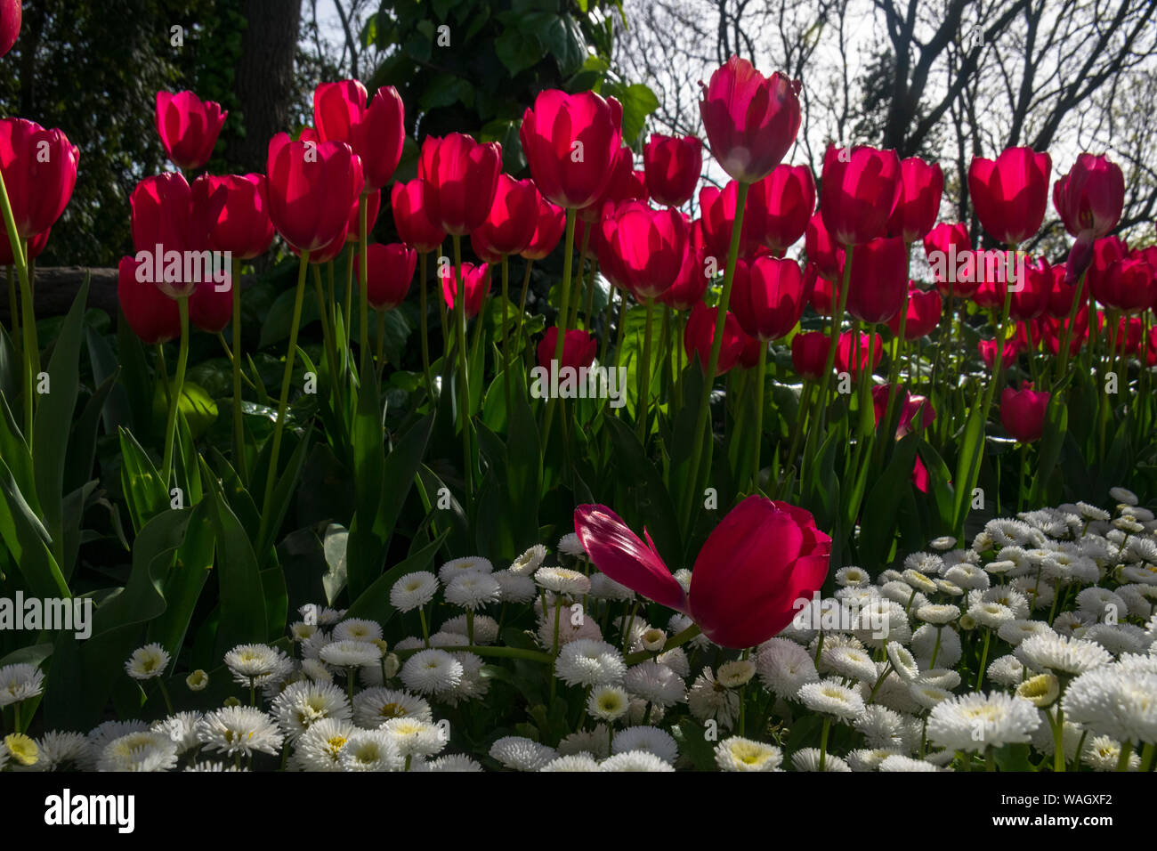 Champs de tulipes rouges qui fleurissent. Champ de tulipes. Champ avec des tulipes rouges. Banque D'Images