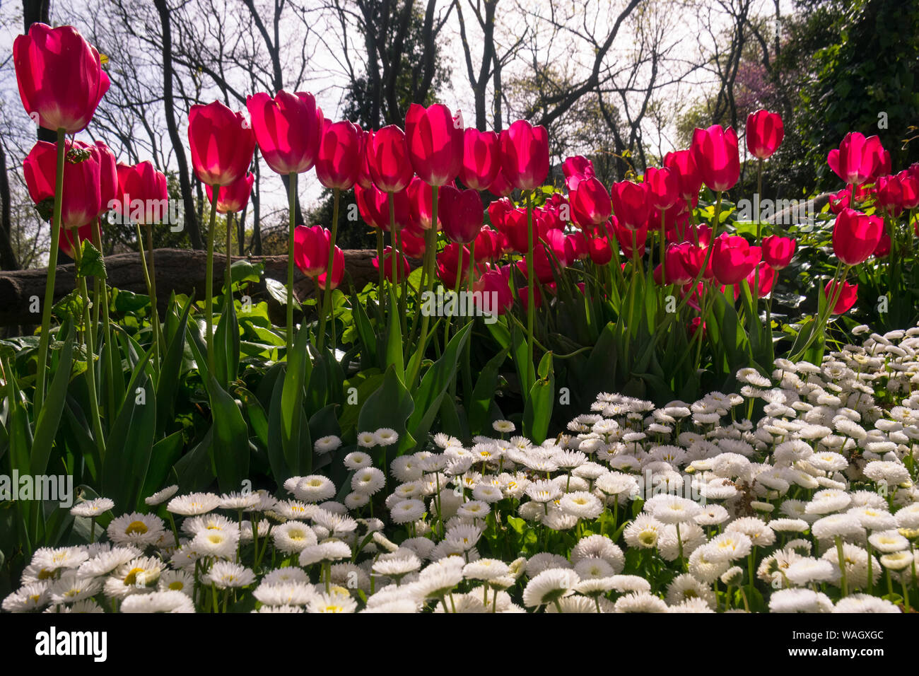 Champs de tulipes rouges qui fleurissent. Champ de tulipes. Champ avec des tulipes rouges. Banque D'Images