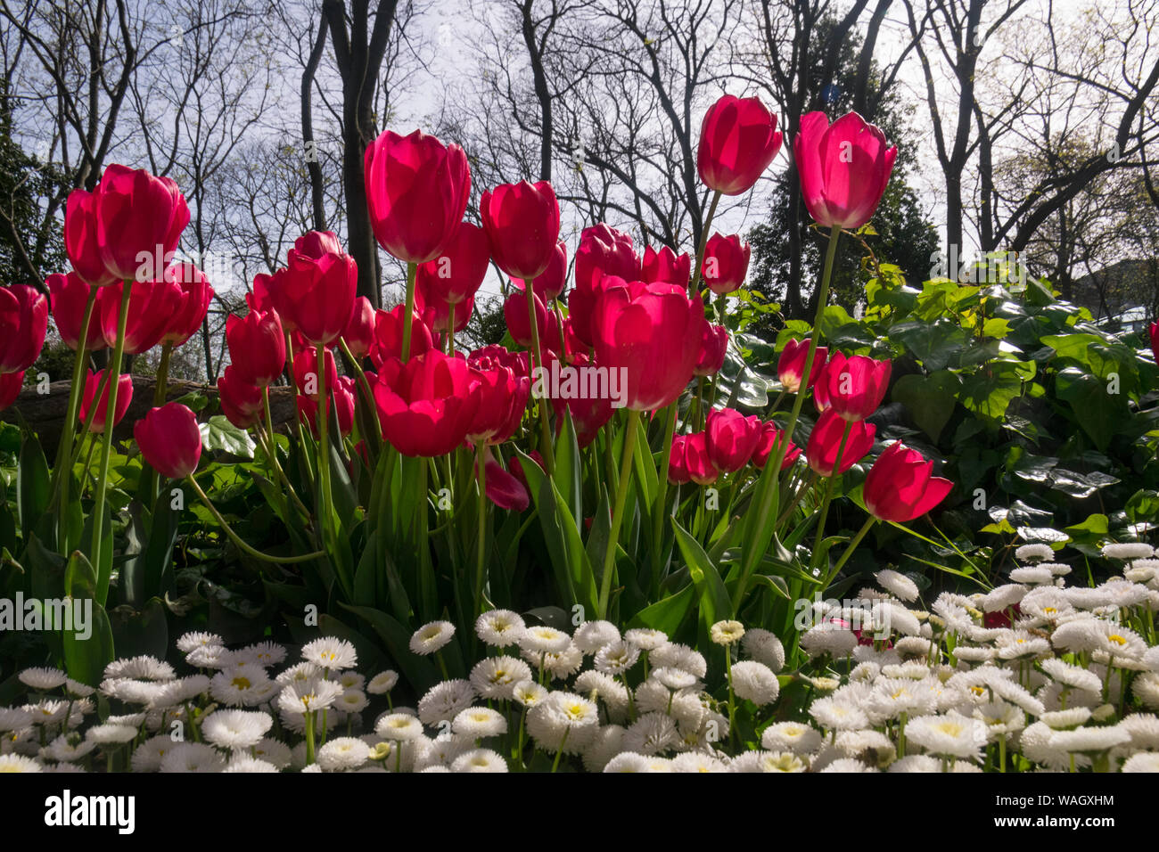Champs de tulipes rouges qui fleurissent. Champ de tulipes. Champ avec des tulipes rouges. Banque D'Images