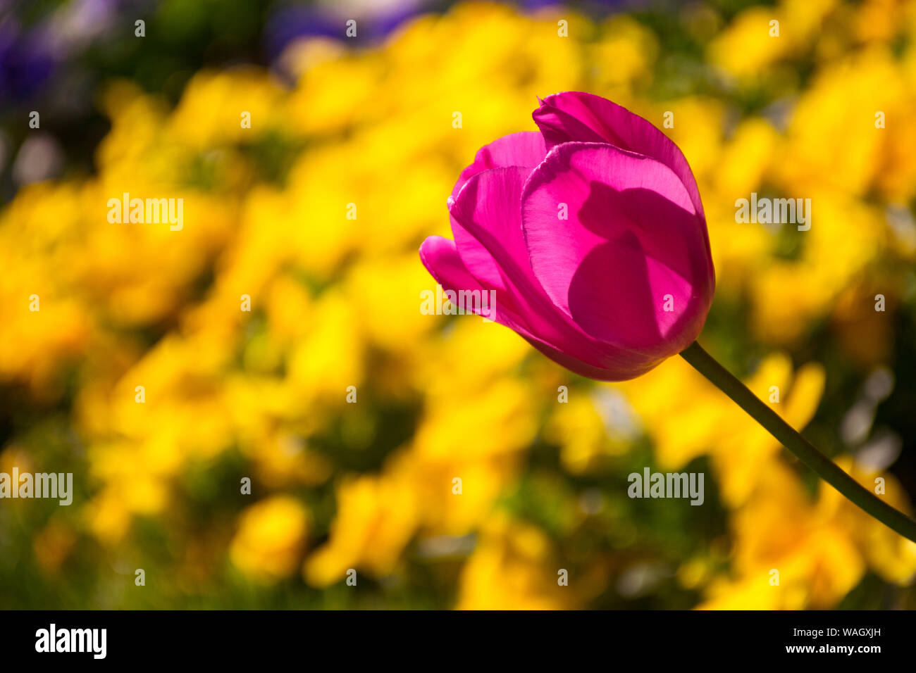 Les champs dans lesquels la floraison des tulipes roses et mauves. Champ de tulipes. Champ avec des tulipes roses et mauves. Banque D'Images