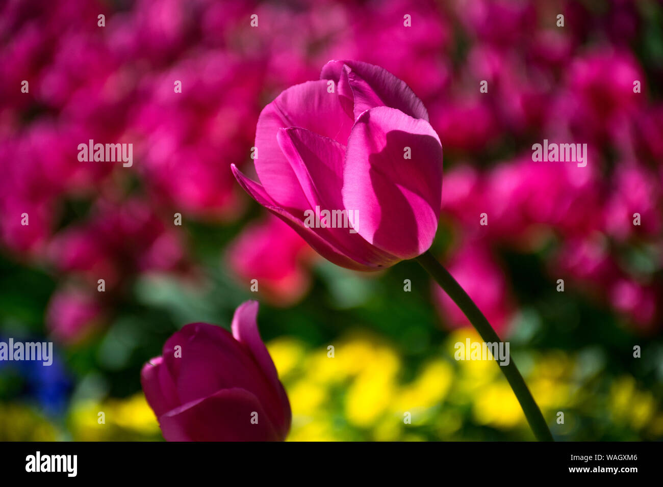 Les champs dans lesquels la floraison des tulipes roses et mauves. Champ de tulipes. Champ avec des tulipes roses et mauves. Banque D'Images