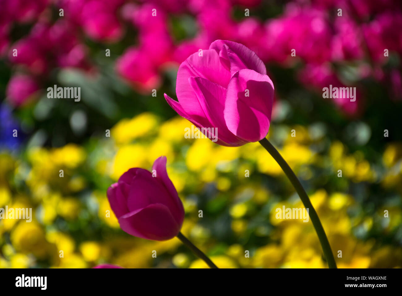 Les champs dans lesquels la floraison des tulipes roses et mauves. Champ de tulipes. Champ avec des tulipes roses et mauves. Banque D'Images