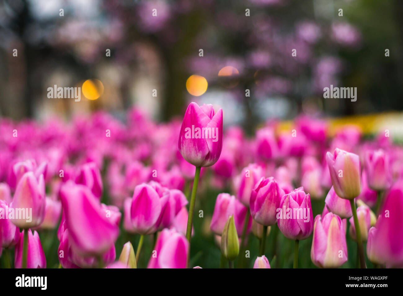 Les champs dans lesquels la floraison des tulipes roses et mauves. Champ de tulipes. Champ avec des tulipes roses et mauves. Banque D'Images