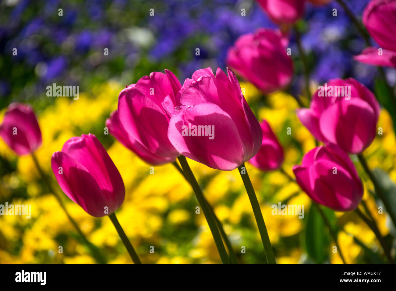 Les champs dans lesquels la floraison des tulipes roses et mauves. Champ de tulipes. Champ avec des tulipes roses et mauves. Banque D'Images