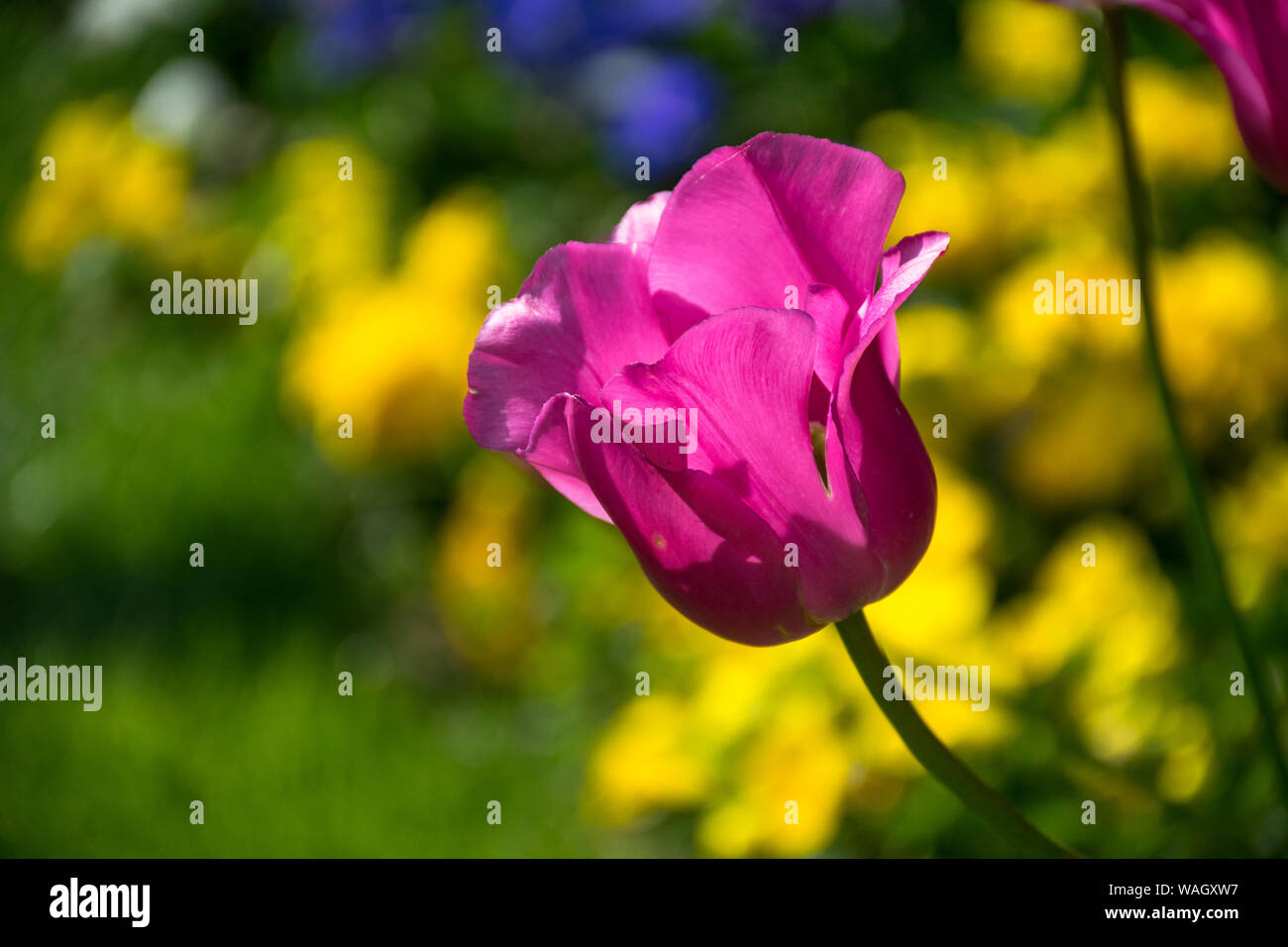 Les champs dans lesquels la floraison des tulipes roses et mauves. Champ de tulipes. Champ avec des tulipes roses et mauves. Banque D'Images