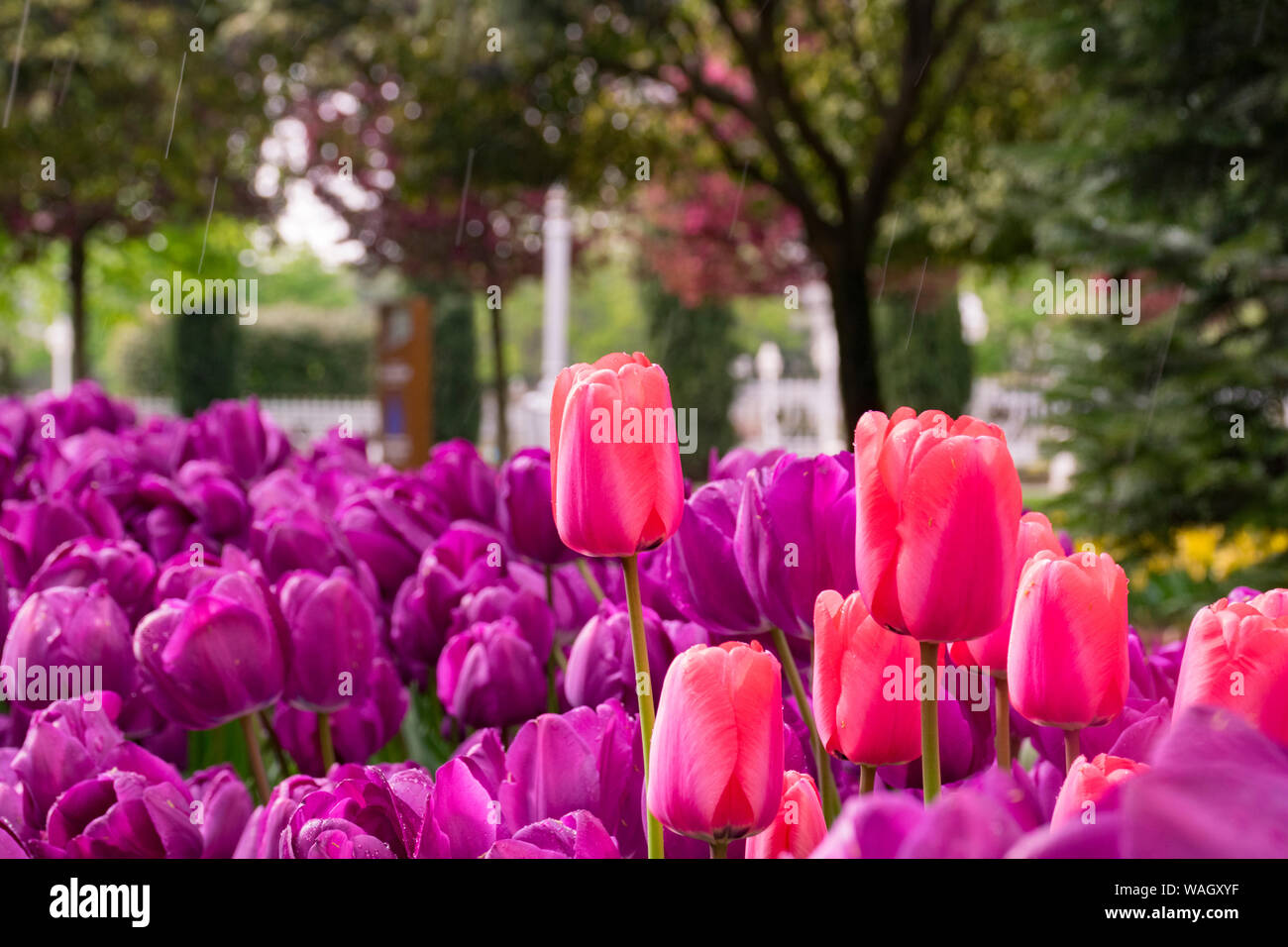 Les champs dans lesquels la floraison des tulipes roses et mauves. Champ de tulipes. Champ avec des tulipes roses et mauves. Banque D'Images