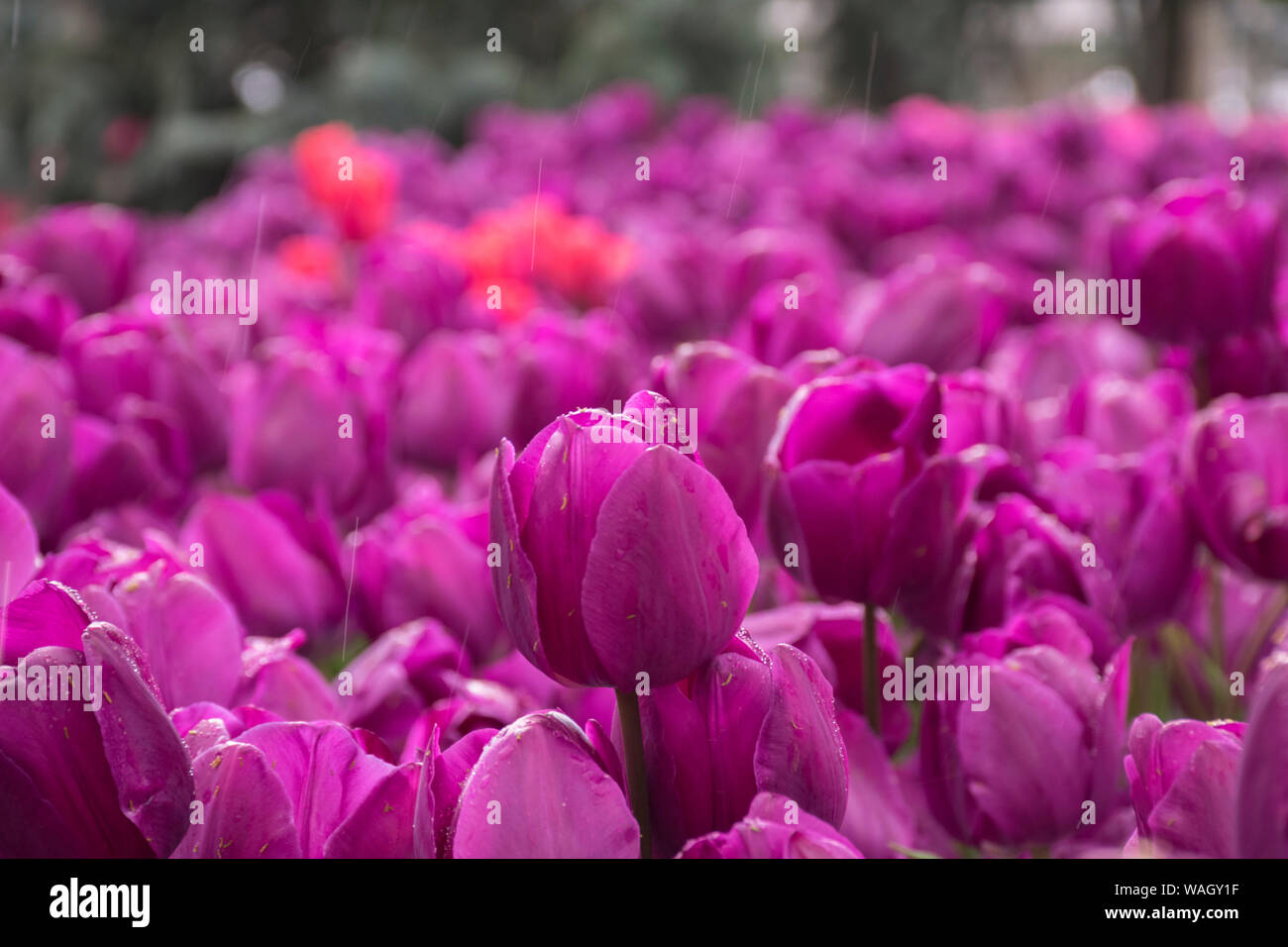 Les champs dans lesquels la floraison des tulipes roses et mauves. Champ de tulipes. Champ avec des tulipes roses et mauves. Banque D'Images