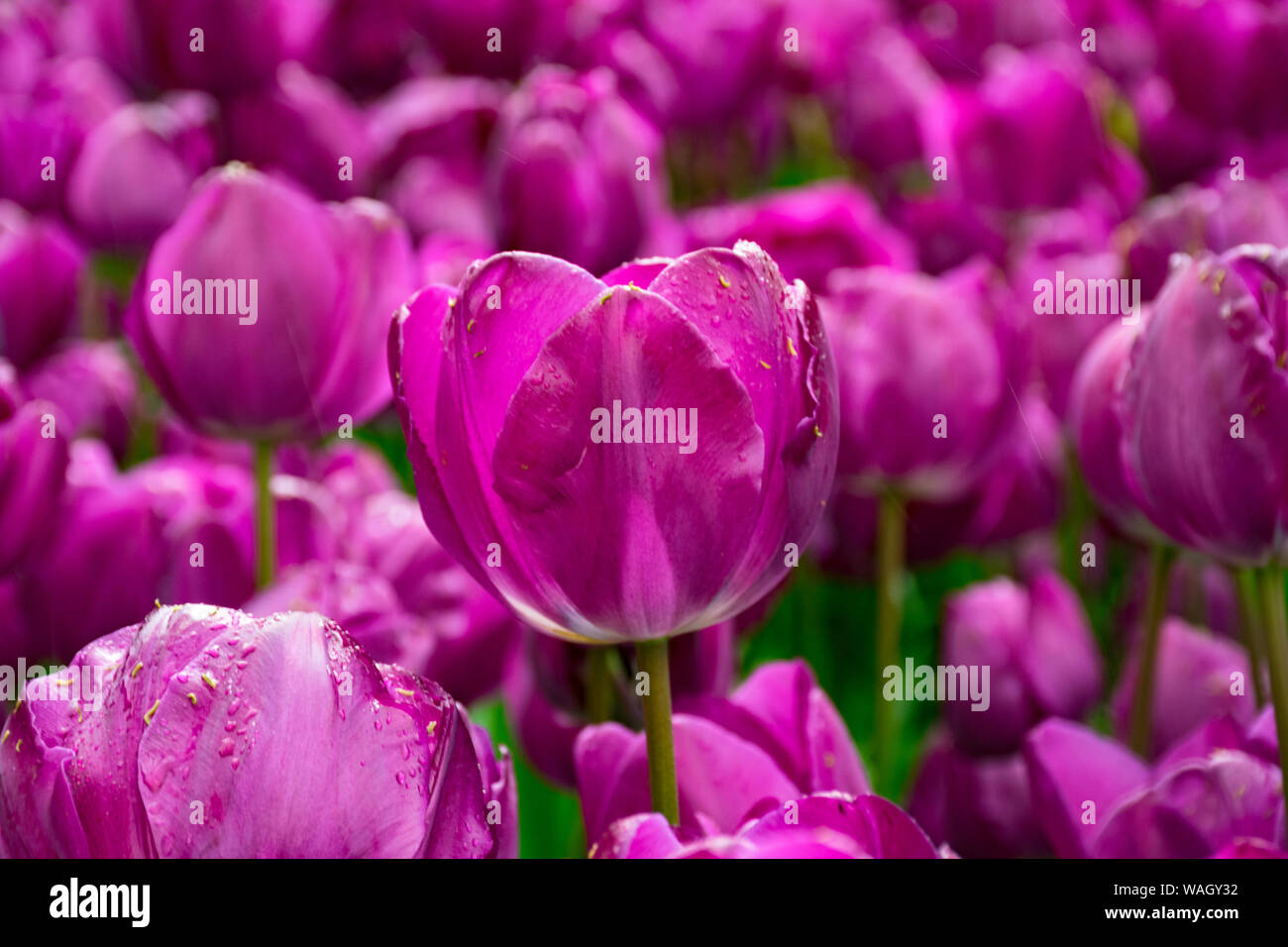 Les champs dans lesquels la floraison des tulipes roses et mauves. Champ de tulipes. Champ avec des tulipes roses et mauves. Banque D'Images