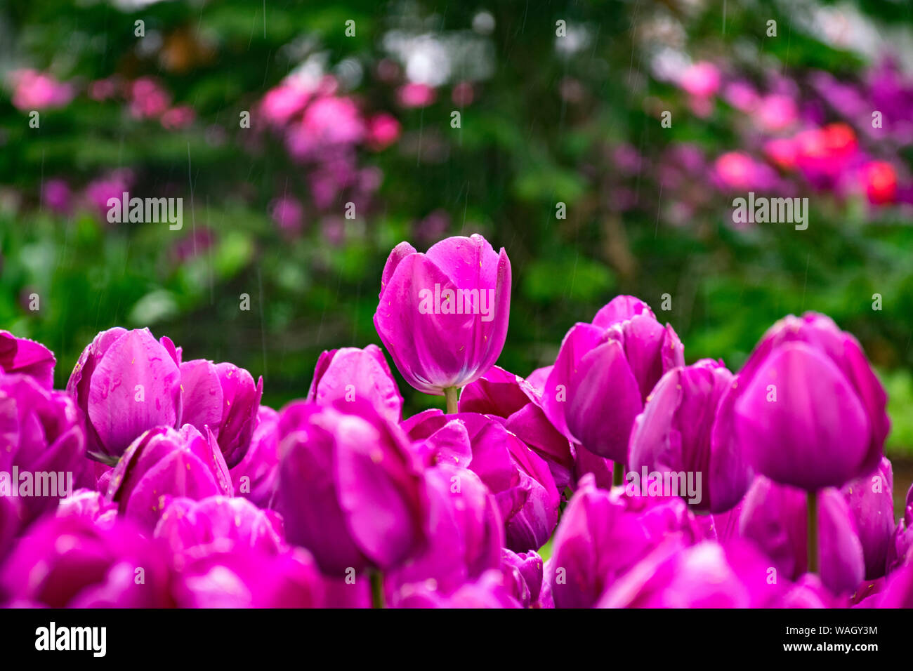 Les champs dans lesquels la floraison des tulipes roses et mauves. Champ de tulipes. Champ avec des tulipes roses et mauves. Banque D'Images
