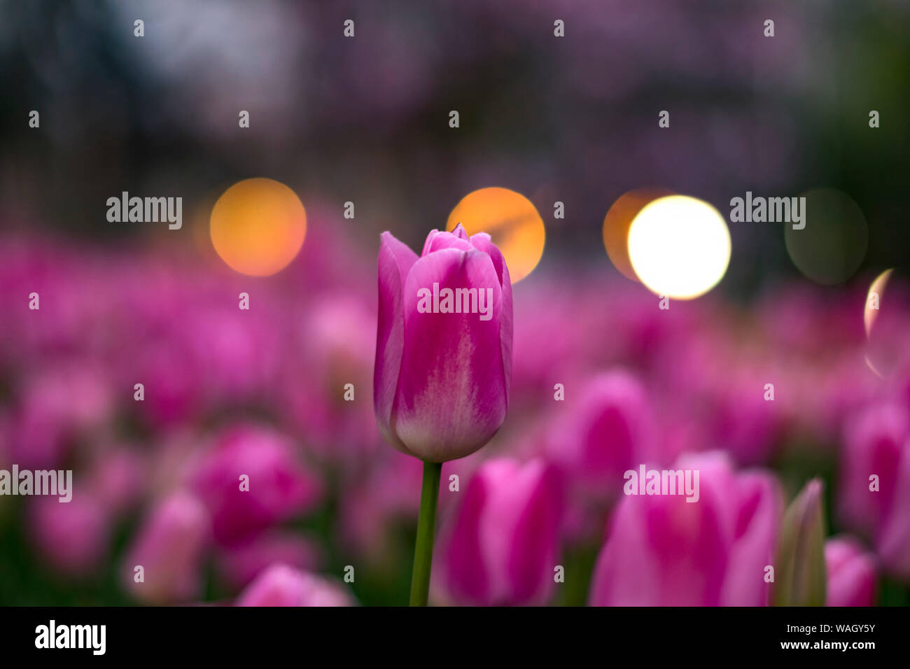 Les champs dans lesquels la floraison des tulipes roses et mauves. Champ de tulipes. Champ avec des tulipes roses et mauves. Banque D'Images