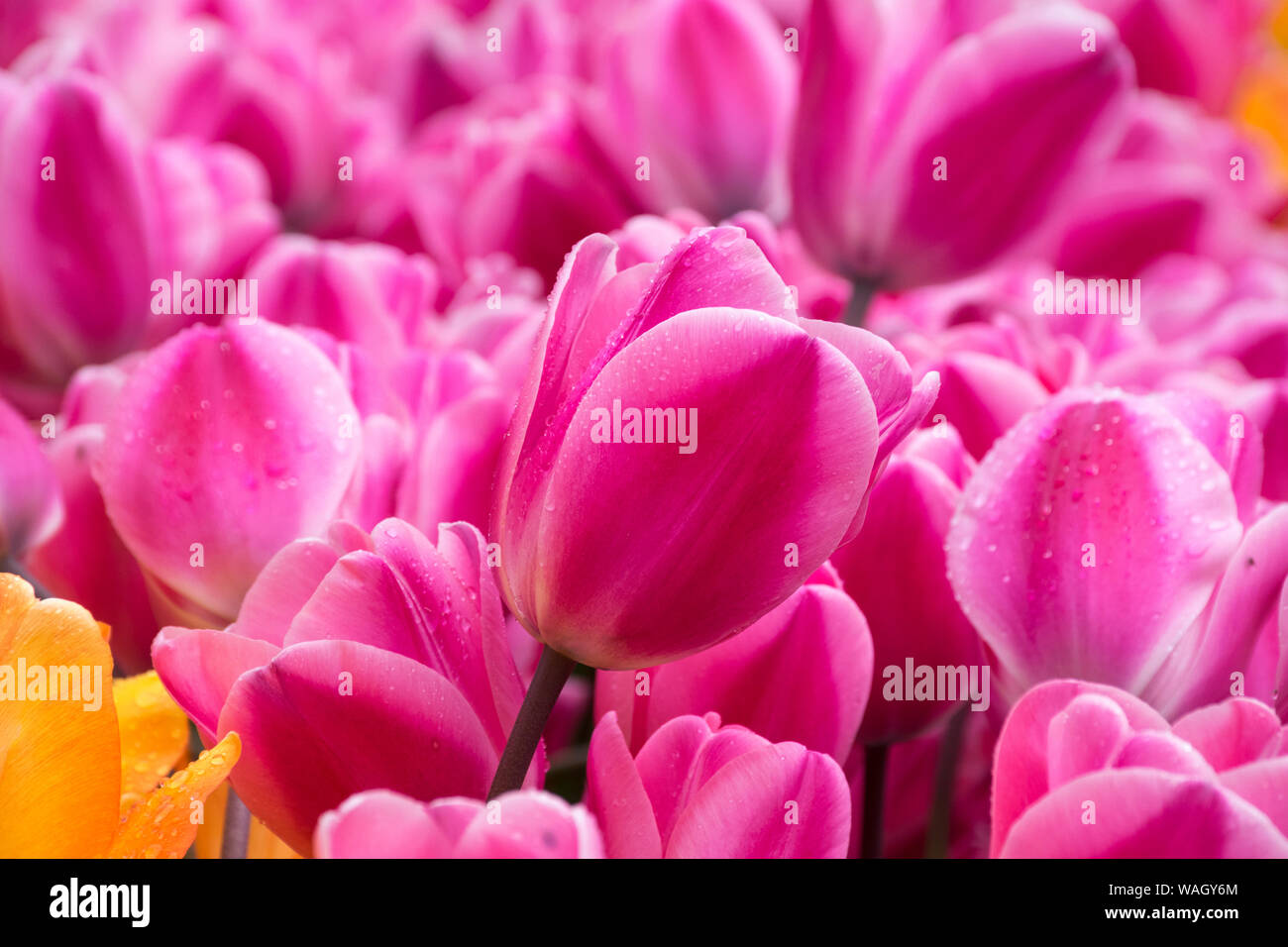 Les champs dans lesquels la floraison des tulipes roses et mauves. Champ de tulipes. Champ avec des tulipes roses et mauves. Banque D'Images