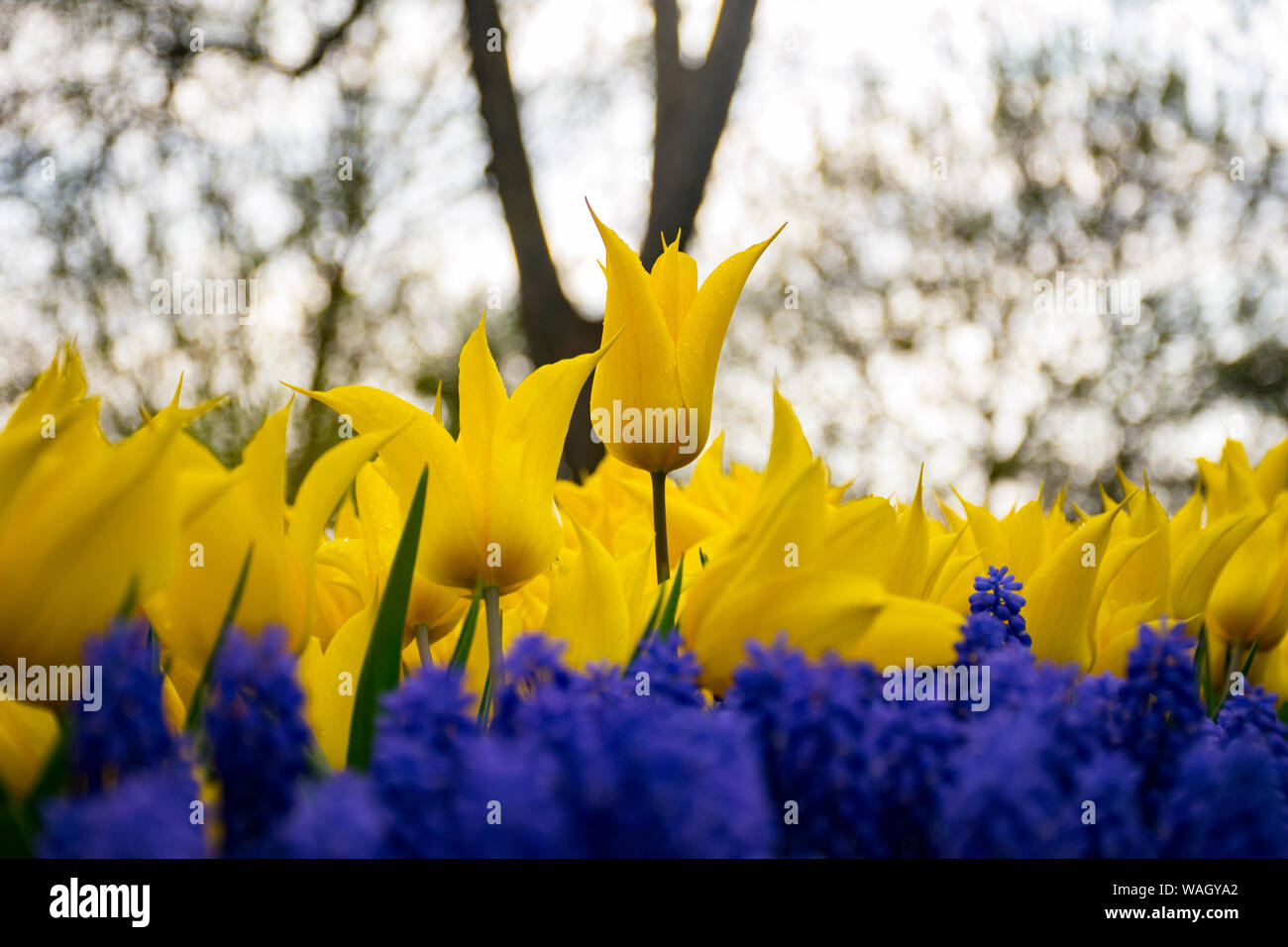Tulip. Beau bouquet de tulipes. tulipes colorées. tulipes au printemps,Apple. Banque D'Images