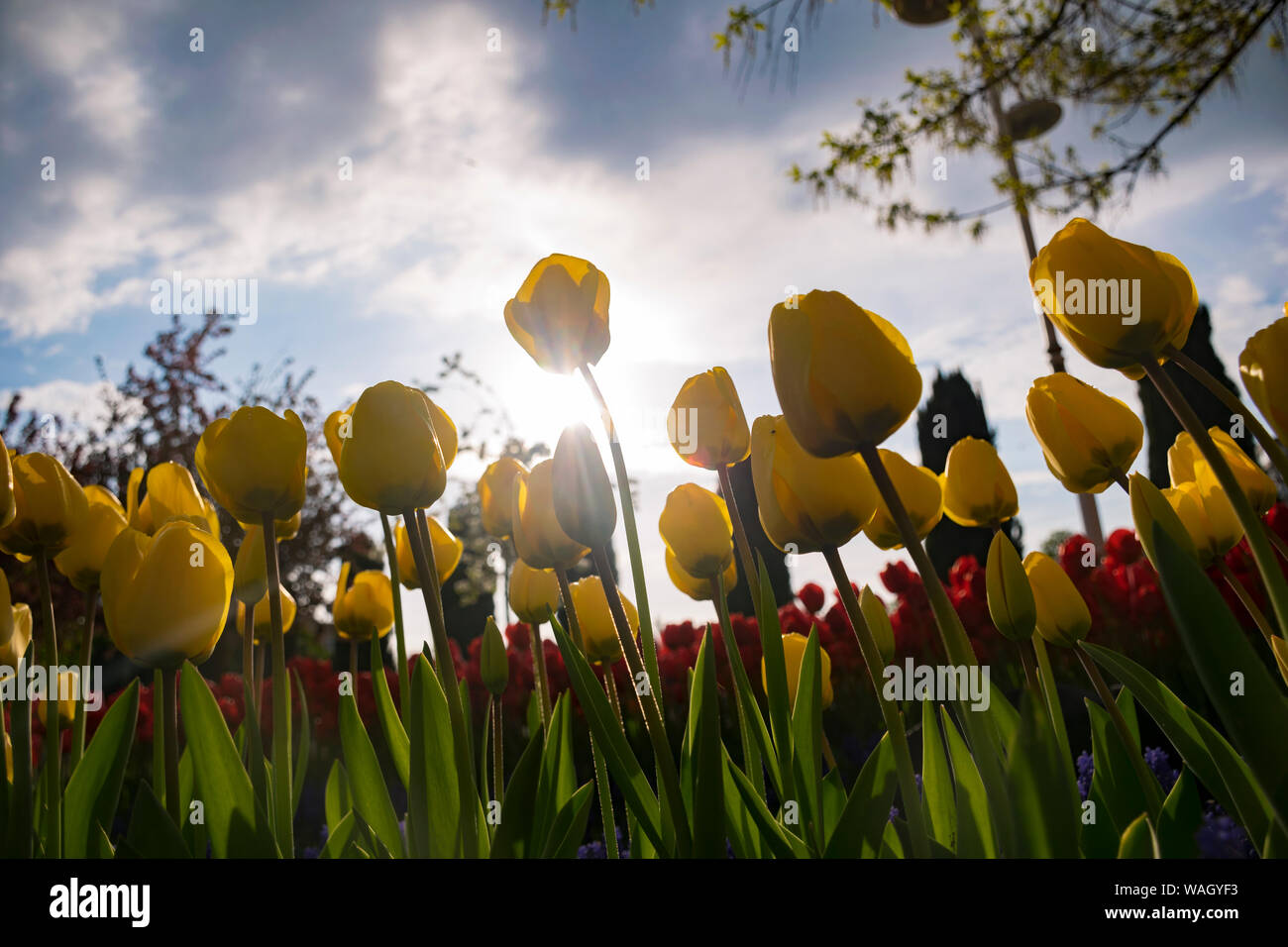 Champs de tulipes jaunes qui fleurissent. Champ de tulipes. Champ avec tulipes jaune Banque D'Images