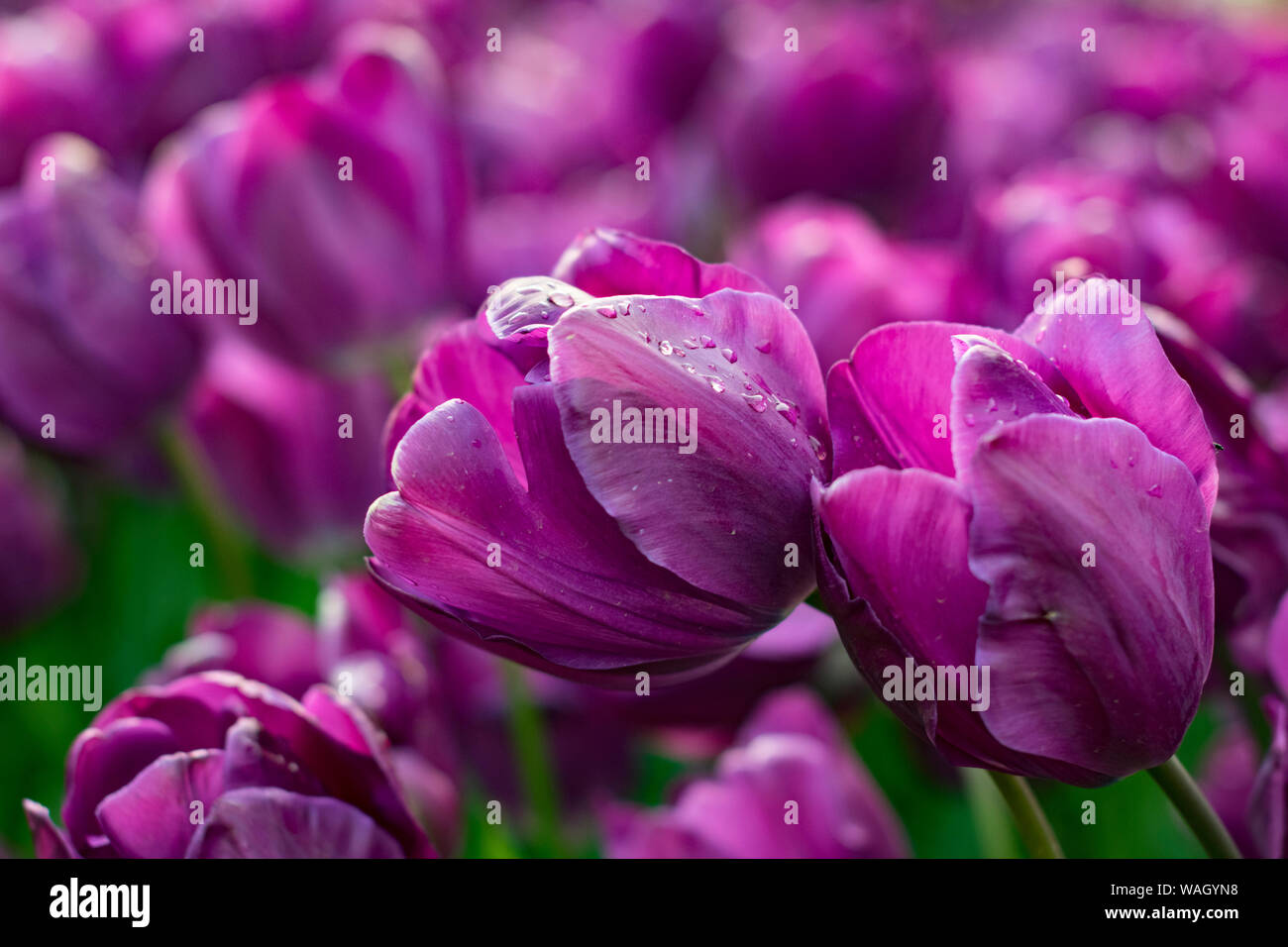Les champs dans lesquels la floraison des tulipes roses et mauves. Champ de tulipes. Champ avec des tulipes roses et mauves. Banque D'Images