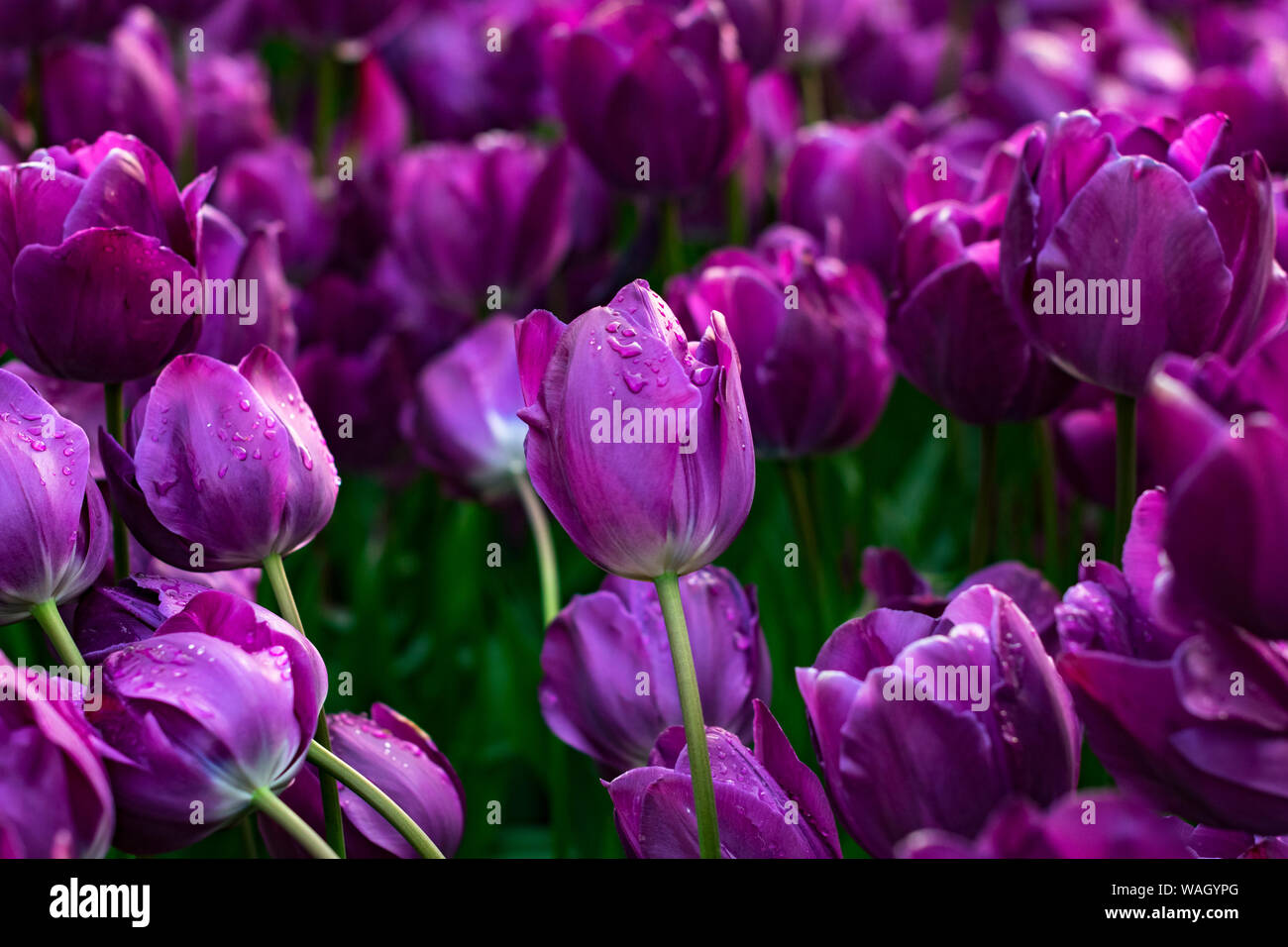 Les champs dans lesquels la floraison des tulipes roses et mauves. Champ de tulipes. Champ avec des tulipes roses et mauves. Banque D'Images