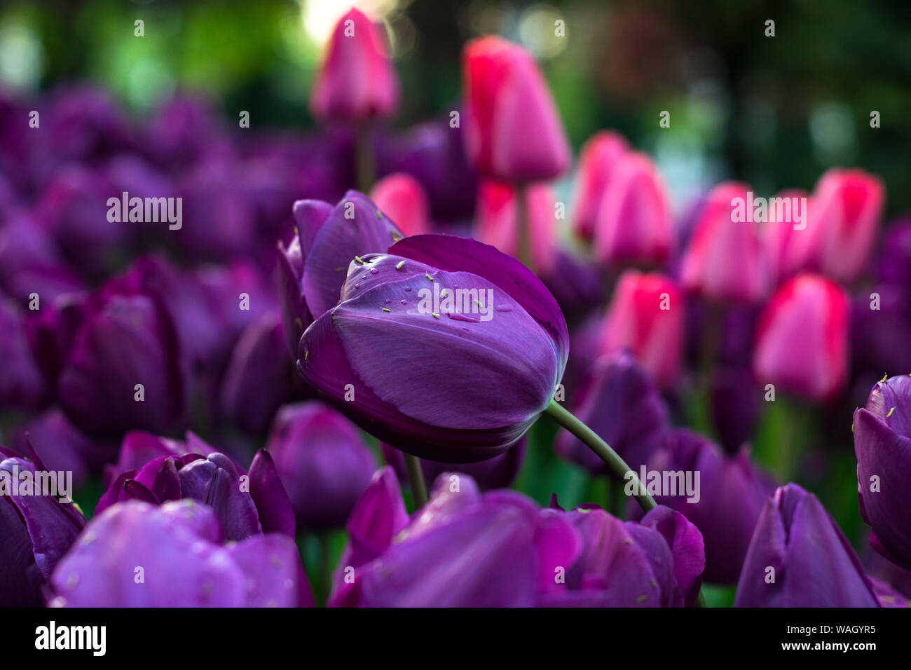 Les champs dans lesquels la floraison des tulipes roses et mauves. Champ de tulipes. Champ avec des tulipes roses et mauves. Banque D'Images