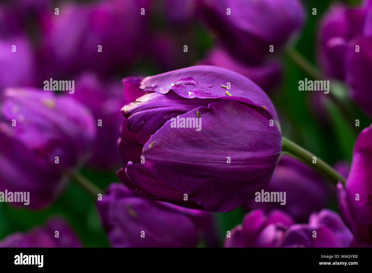 Les champs dans lesquels la floraison des tulipes roses et mauves. Champ de tulipes. Champ avec des tulipes roses et mauves. Banque D'Images