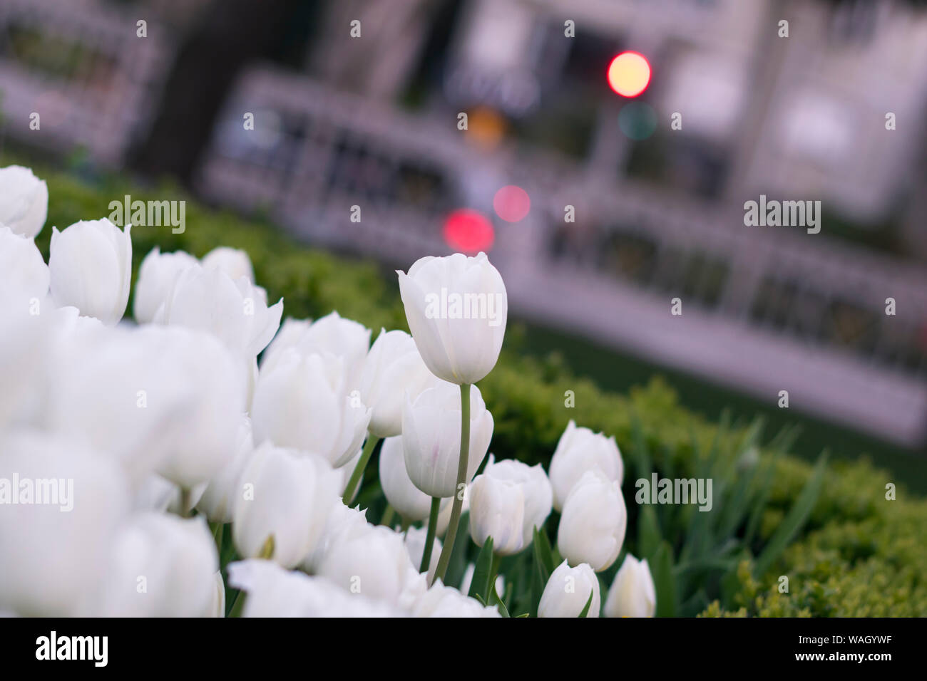 Célèbre belle fleur fleurs au printemps. Tulipes blanches naturelles dans focus sélectif avec lumière flou d'arrière-plan flou. Banque D'Images