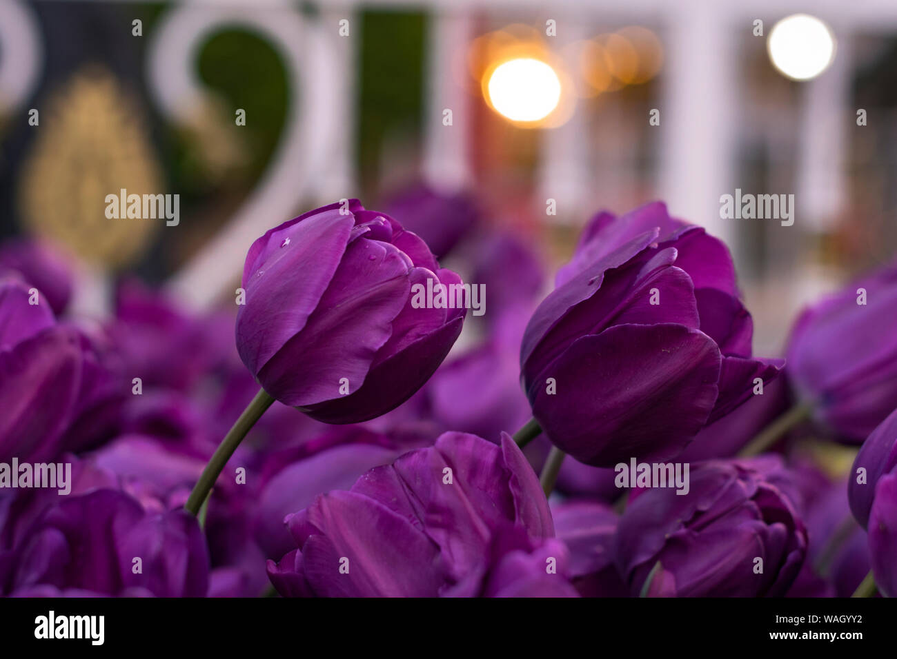 Les champs dans lesquels la floraison des tulipes roses et mauves. Champ de tulipes. Champ avec des tulipes roses et mauves. Banque D'Images