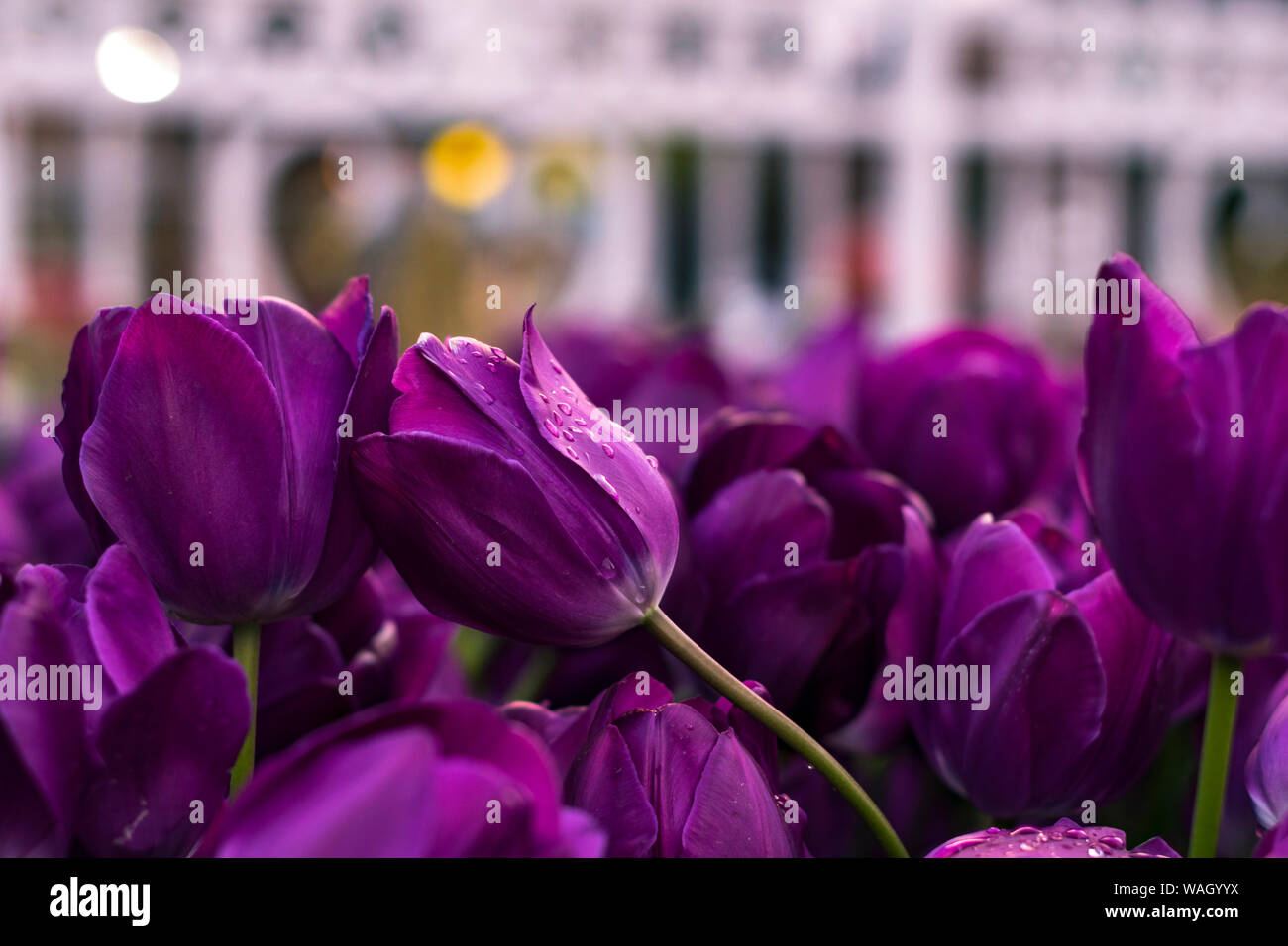 Les champs dans lesquels la floraison des tulipes roses et mauves. Champ de tulipes. Champ avec des tulipes roses et mauves. Banque D'Images