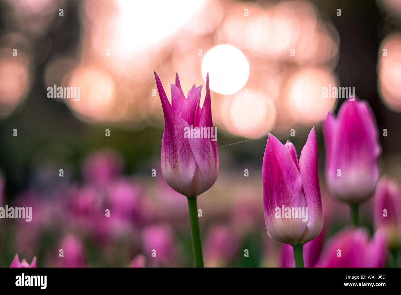 Les champs dans lesquels la floraison des tulipes roses et mauves. Champ de tulipes. Champ avec des tulipes roses et mauves. Banque D'Images