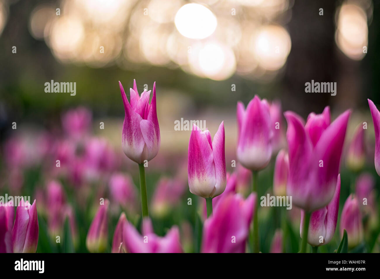 Les champs dans lesquels la floraison des tulipes roses et mauves. Champ de tulipes. Champ avec des tulipes roses et mauves. Banque D'Images