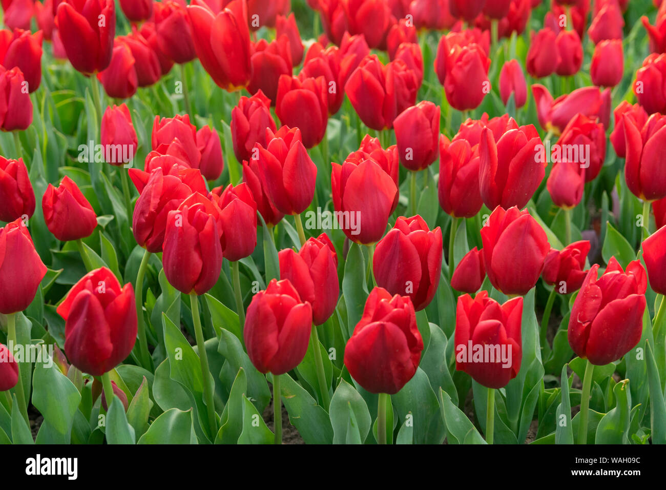 Champs de tulipes rouges qui fleurissent. Champ de tulipes. Champ avec des tulipes rouges. Banque D'Images