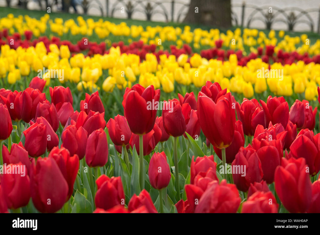 Tulip. Beau bouquet de tulipes. tulipes colorées. tulipes au printemps,Apple. Banque D'Images