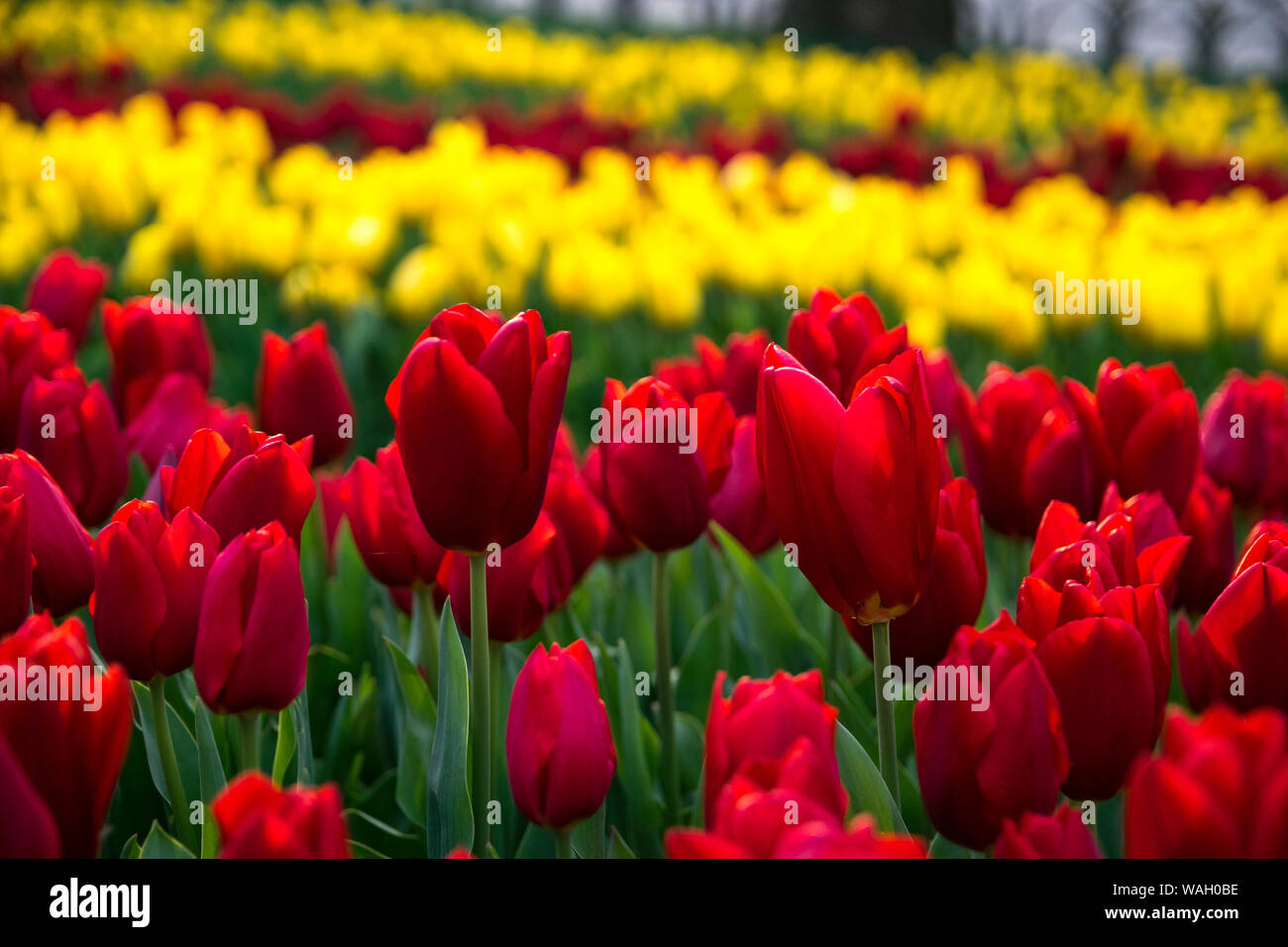 Tulip. Beau bouquet de tulipes. tulipes colorées. tulipes au printemps,Apple. Banque D'Images