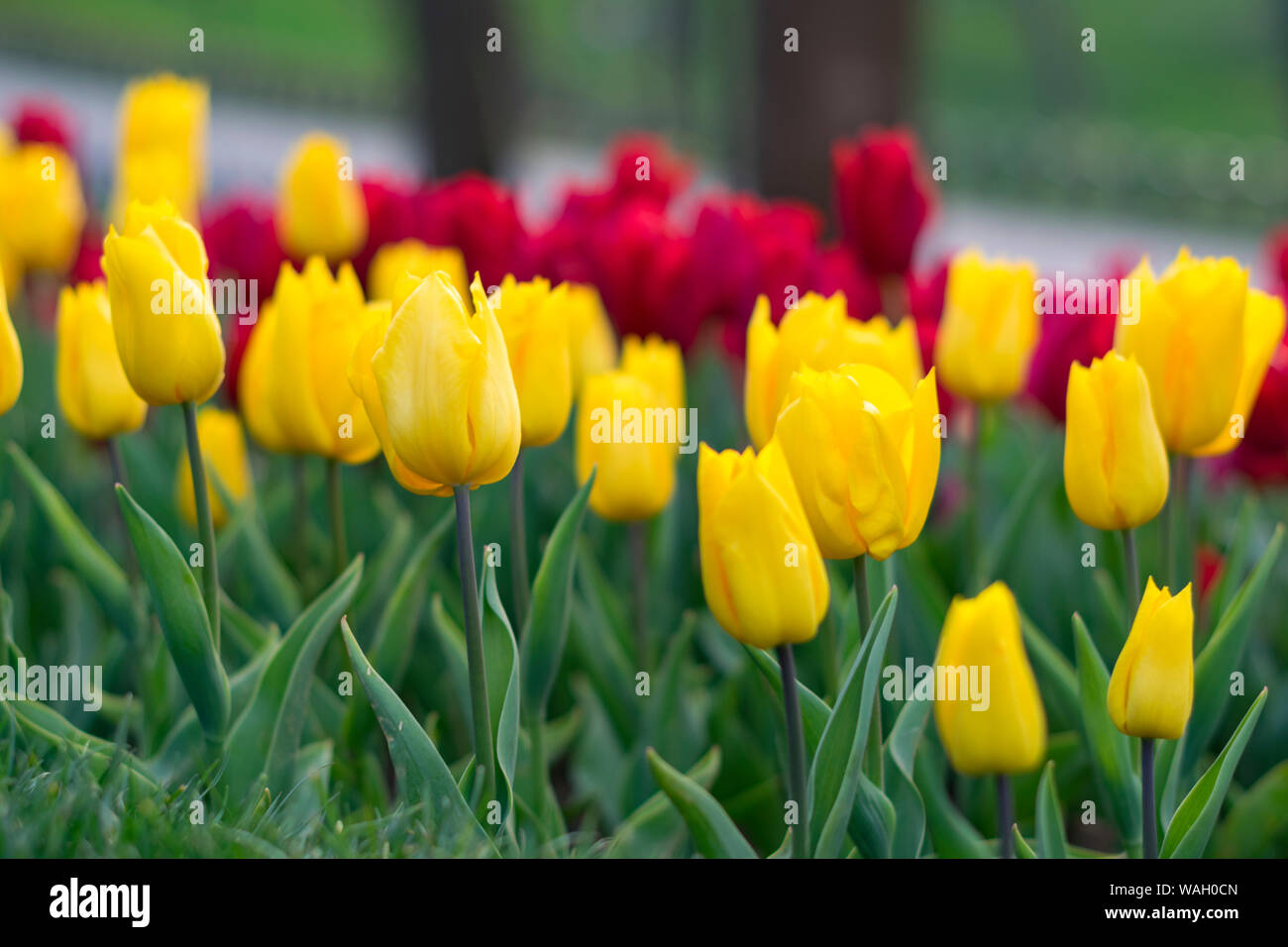 Tulip. Beau bouquet de tulipes. tulipes colorées. tulipes au printemps,Apple. Banque D'Images