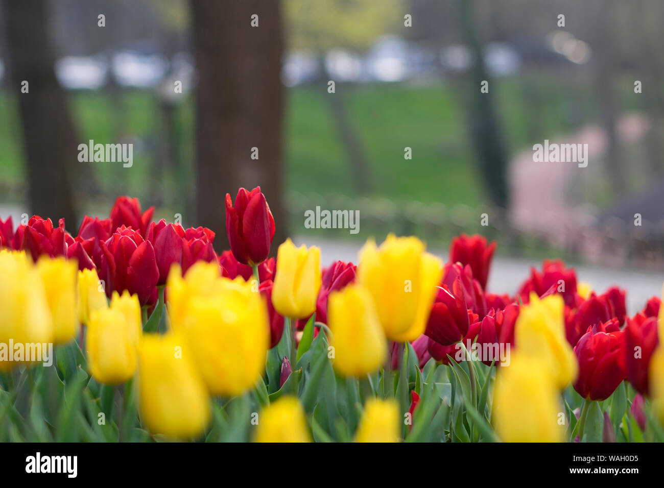 Tulip. Beau bouquet de tulipes. tulipes colorées. tulipes au printemps,Apple. Banque D'Images