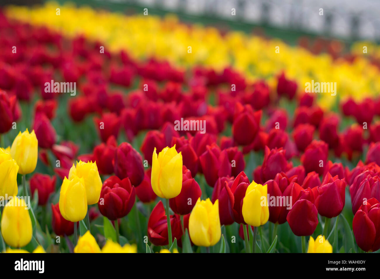 Tulip. Beau bouquet de tulipes. tulipes colorées. tulipes au printemps,Apple. Banque D'Images