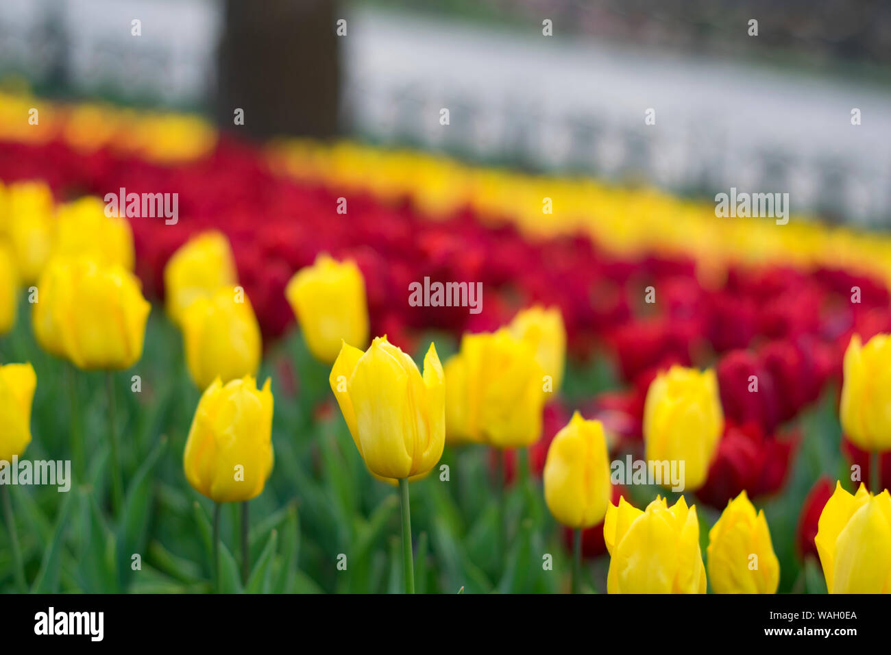 Tulip. Beau bouquet de tulipes. tulipes colorées. tulipes au printemps,Apple. Banque D'Images