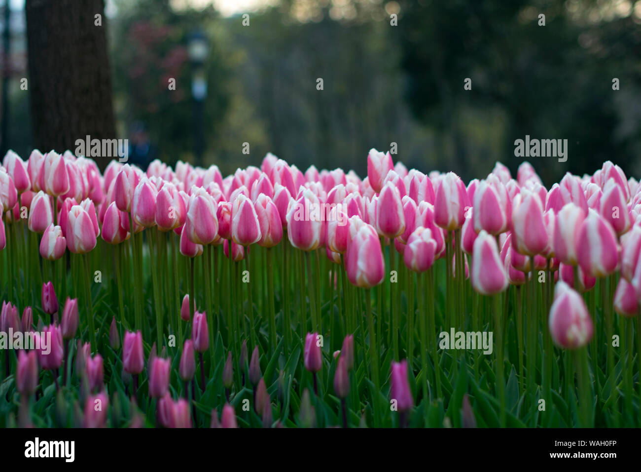 Tulip. Beau bouquet de tulipes. tulipes colorées. tulipes au printemps,Apple. Banque D'Images