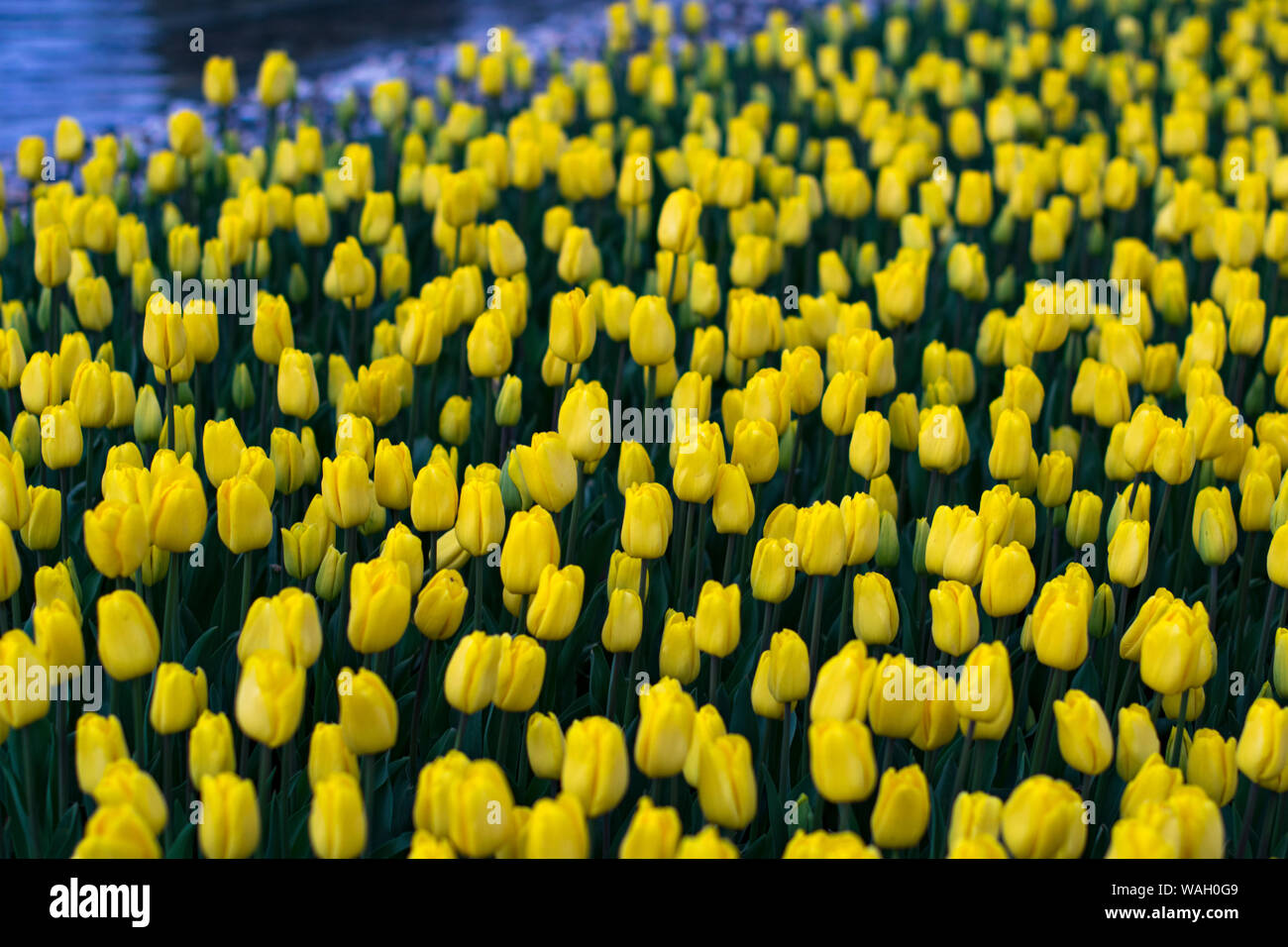 Champs de tulipes jaunes qui fleurissent. Champ de tulipes. Champ avec tulipes jaune Banque D'Images