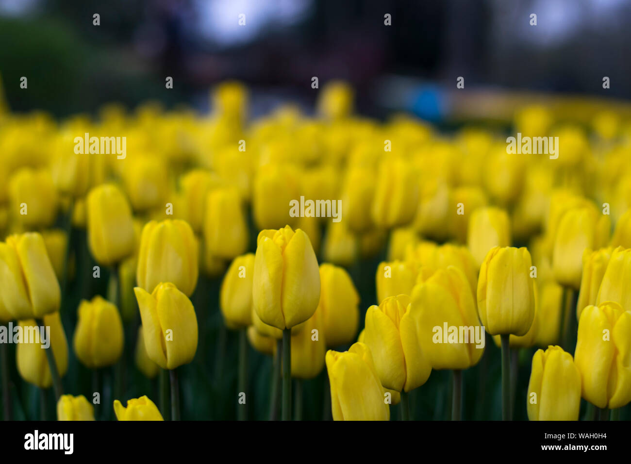 Champs de tulipes jaunes qui fleurissent. Champ de tulipes. Champ avec tulipes jaune Banque D'Images
