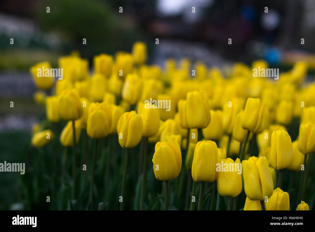 Champs de tulipes jaunes qui fleurissent. Champ de tulipes. Champ avec tulipes jaune Banque D'Images